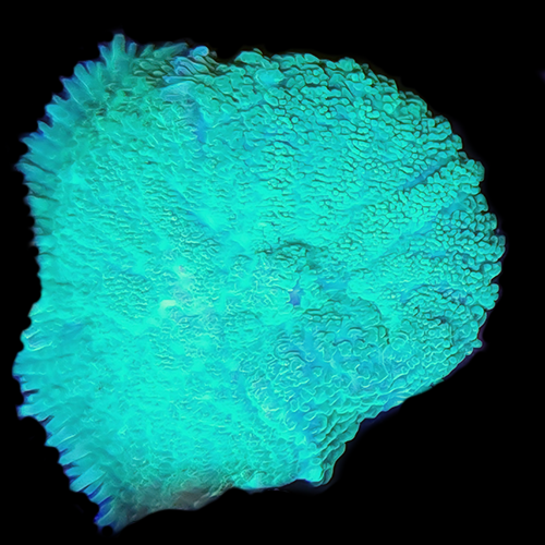 Rhodactis Mushroom - Neon Green