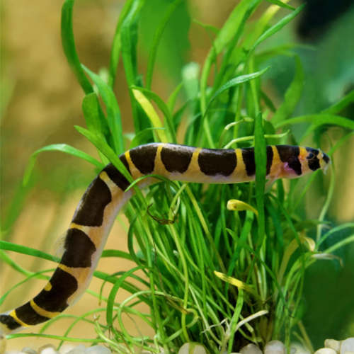 Giant Kuhli Loach (Pangio myersi)
