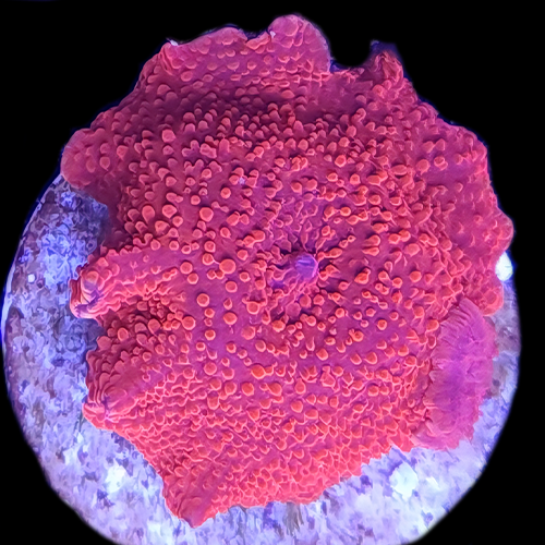 Discosoma Mushroom - Red