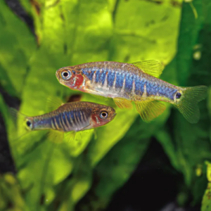 Emerald Dwarf Rasbora (Rasbora Erythromicron)