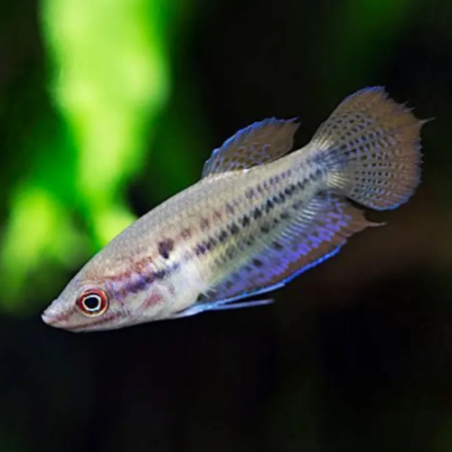 Croaking Gourami (Trichopsis vittata)