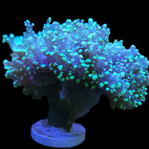 Fimbriaphyllia paradivisa - Green Tip Branching Frogspawn