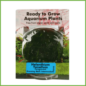 Helanthium Tenellum Red