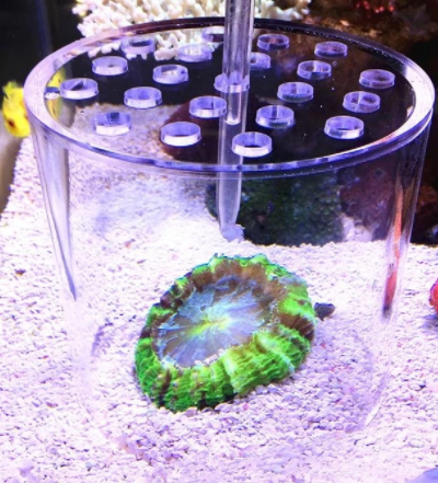 Coral Feeding Shield