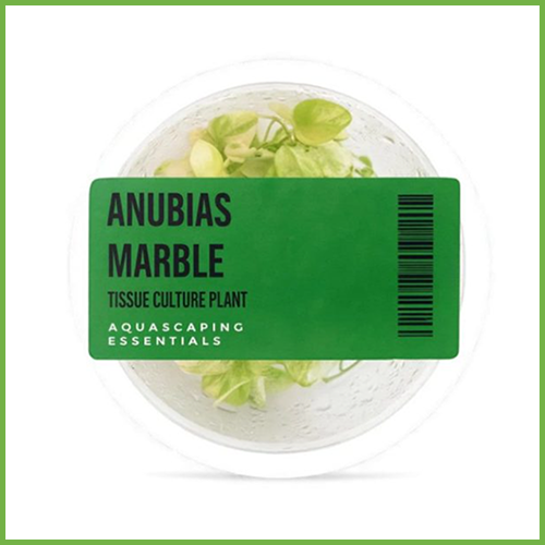 Anubias Marbled (Tissue Culture Pot)