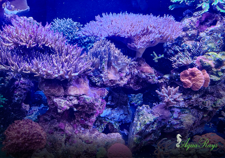 Caring for Your Fish: Choosing, Keeping, and Helping Them Thrive