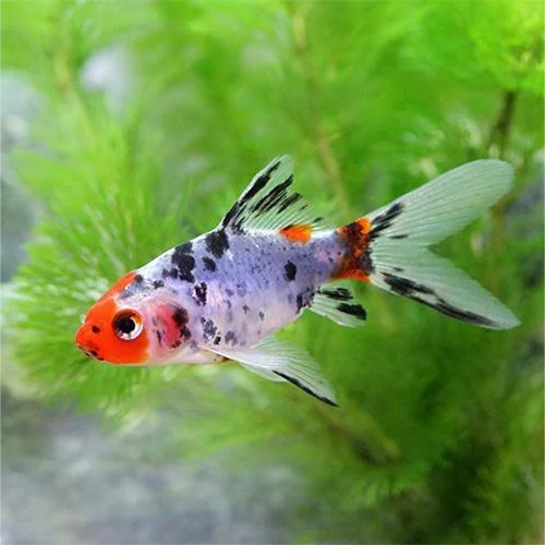 Shubunkin Goldfish (Carassius auratus)