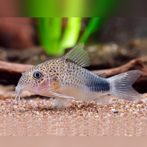 Similis Corydoras (Corydoras similis)
