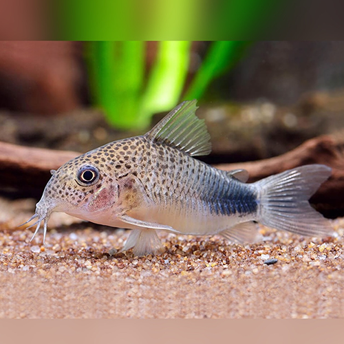 Similis Corydoras (Corydoras similis)