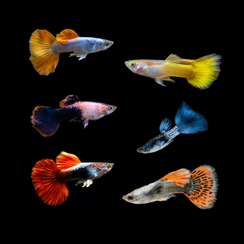 Assorted Male Guppy (Poecilia reticulata)