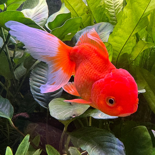Oranda Goldfish (Carassius auratus auratus)