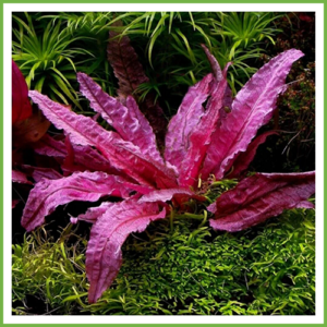 Cryptocoryne Pink Panther