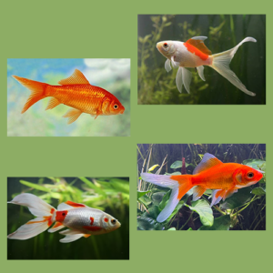 Comet Goldfish (Carassius auratus)