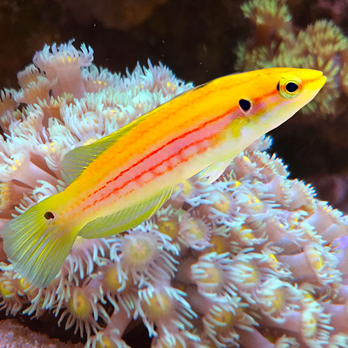 Twospot Hogfish (Bodianus bimaculatus)