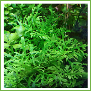 Hygrophila Difformis