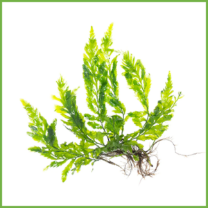 Bolbitis heudelotii