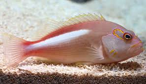 Arc eye Hawkfish