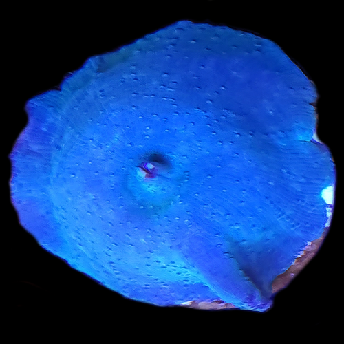 Discosoma Mushroom - Blue