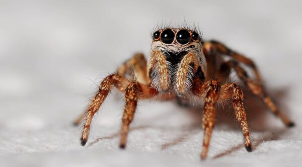 Jumping Spider 11×17 Poster