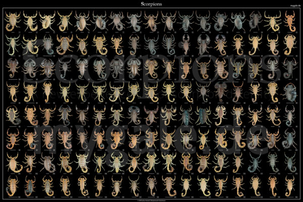 The Diversity of Scorpions 24x36 Poster With PDF Handbook