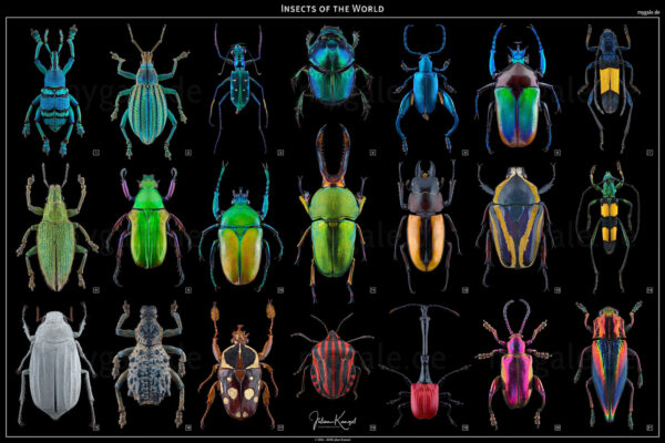 Insects of the World 24x36 Poster
