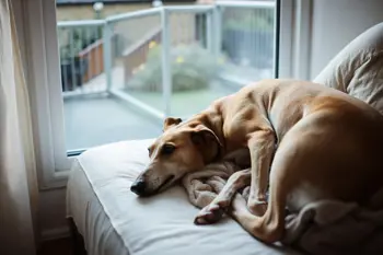 Adopt Greyhound rescue dogs and puppies near you: A neutral guide to local rehoming