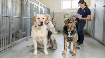 Psi i štenci pasmine Labrador retriver dostupni za udomljavanje u vašoj blizini: istraživački vodič kroz provjeru oglasa i uvjeta