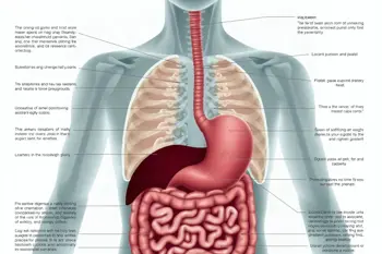 Warning signs of Crohn's disease: A comprehensive overview of clinical indicators and diagnostic complexities