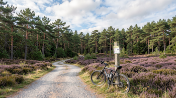 5-daagse fietsvakantie door de Veluwe met verblijf en bagagevervoer 2026: Een Complete Reisgids