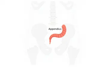 Warning signs of appendicitis: A clinical overview of symptoms and urgent diagnostic indicators