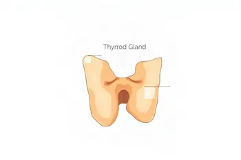 Warning signs of an underactive thyroid: A clinical overview of symptoms and metabolic markers