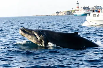 Best whale watching cruises from US Atlantic ports: A reported comparison of routes, seasons, and viewing conditions
