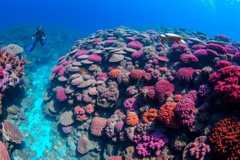 Plan a scuba diving trip to Fiji's Great Astrolabe Reef