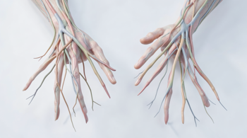 Early symptoms of Peripheral Neuropathy you should know: Clinical insights and diagnostic indicators