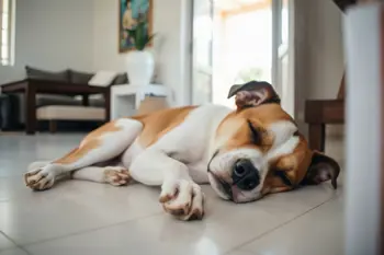 Perros de temperamento tranquilo disponibles para adopción en México: análisis y criterios para elegir