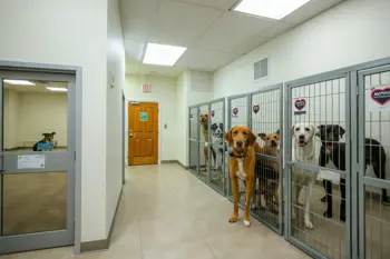Adoption listings: rescued dogs and puppies near you: Navigating the process for prospective owners