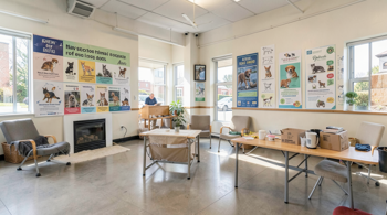 Rescue Bulldog puppies and dogs near Seattle: An Analysis of Regional Adoption Pathways