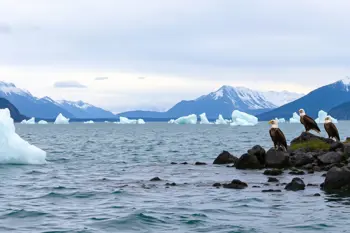 Alaska cruise packages with wildlife viewing experiences: A journalistic guide to what sightings look like, where they happen, and what constraints shape wildlife access