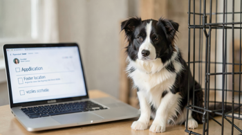 Border Collie rescue dogs and puppies available near you: A data-backed guide to current listings and how to verify what is truly available