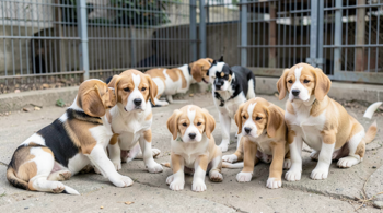 Beagle rescue dogs and puppies available near you: A location-focused adoption report
