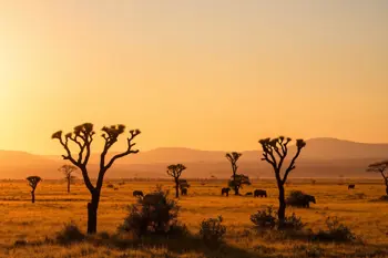 Safari Vacation Packages in Africa: An Analytical Guide to Itinerary Planning and Logistics