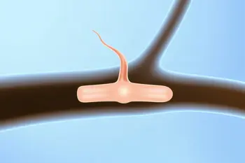 Natural remedies for neuropathy: A clinical review of evidence-based supportive care