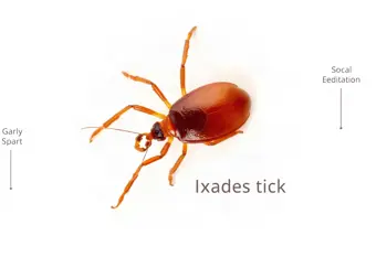 Understand Lyme disease treatment options: A Clinical Overview of Protocols and Management Strategies