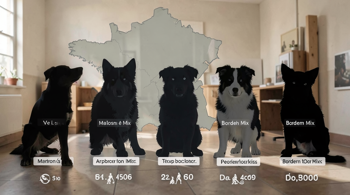 Top 7 chiens locaux en attente d'adoption en France : état des lieux et profils documentés