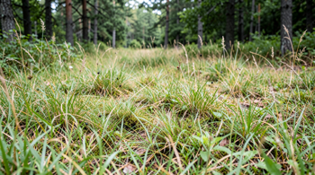 Warning signs of Lyme disease: An analytical overview of clinical manifestations and progression