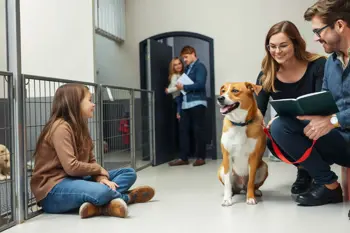 Hoe adopteer je honden uit asielen bij jou in de buurt? Een journalistieke uitleg van het adoptieproces
