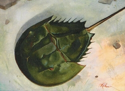 horseshoe crab death preview