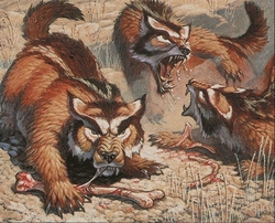 Wolverines