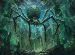 Spiders preview