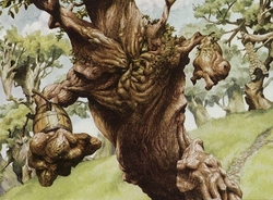 Treefolk aggro preview